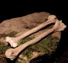 Human Bone Replica - Humerus 1 Pair!